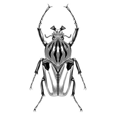 Goliathus erkek illüstrasyon vektörü düz tasarım