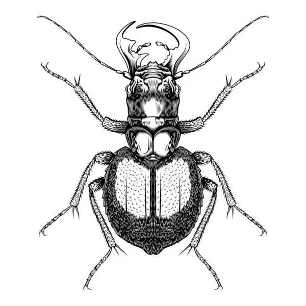 Manticora Herculena Illustration Vektor Flaches Design — Stockvektor