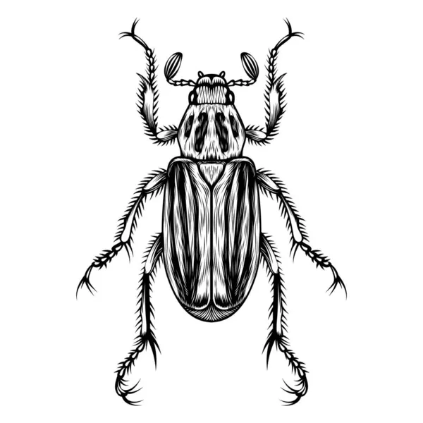 Иллюстрационный Векторный Рисунок Ancistrosoma Farinosum — стоковый вектор