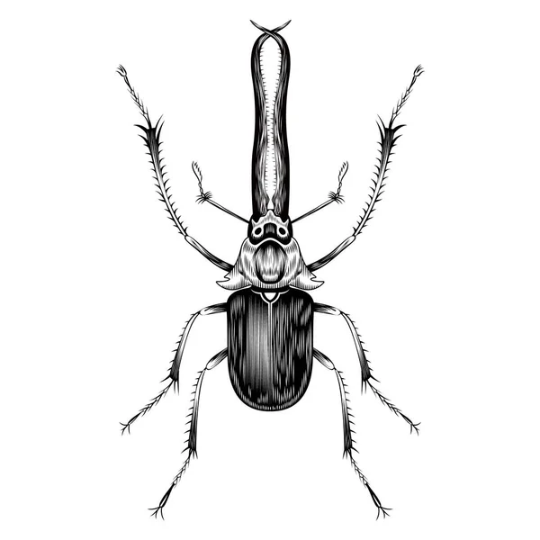 Desain Datar Gambar Chiasognathus Grantii - Stok Vektor