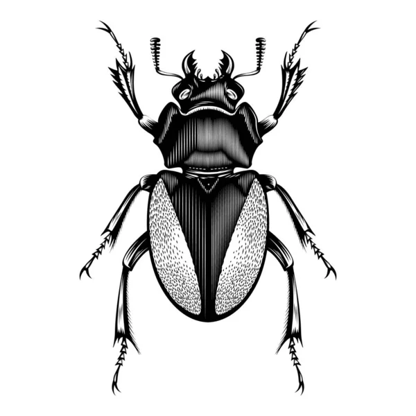 Desain Gambar Lucanus Cervus Perempuan Vektor Datar - Stok Vektor