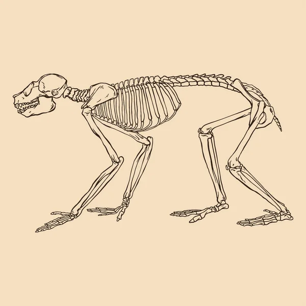 Animal Skeleton Monkey Vektor Illustration — Stockvektor