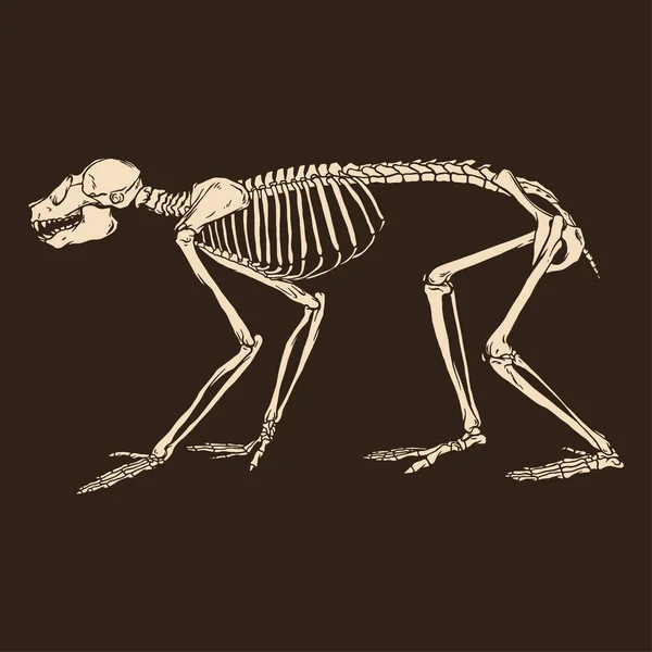 Dieren Skelet Aap Vector Illustratie — Stockvector