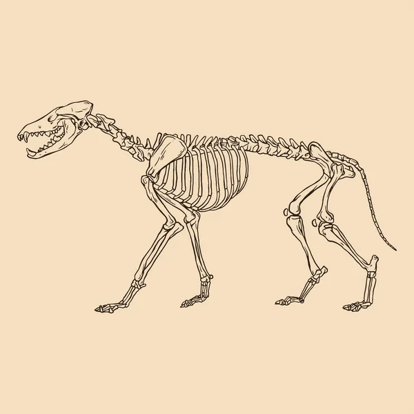 動物の骨格オオカミベクトルイラスト — ストックベクタ
