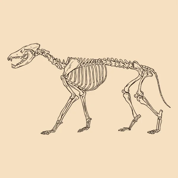 动物骨架狼病媒图解 — 图库矢量图片