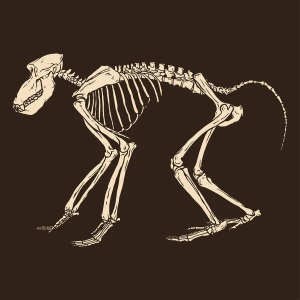 Skelett Schwarzer Pavian Vektor Illustration Tier — Stockvektor