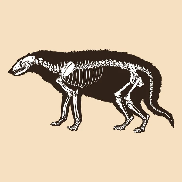 Squelette Civette Chat Vecteur Illustration Animal — Image vectorielle
