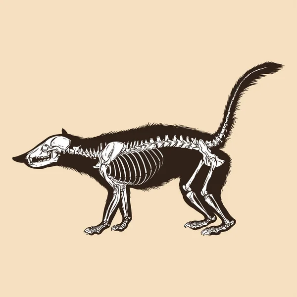 Skeleton Coatimundi Vector Illustration Animal — Stock Vector