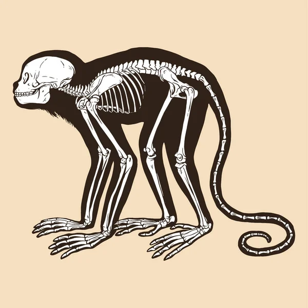 Skeleton Χρυσό Κεφάλι Λιοντάρι Tamarin Διάνυσμα Εικονογράφηση Ζώο — Διανυσματικό Αρχείο