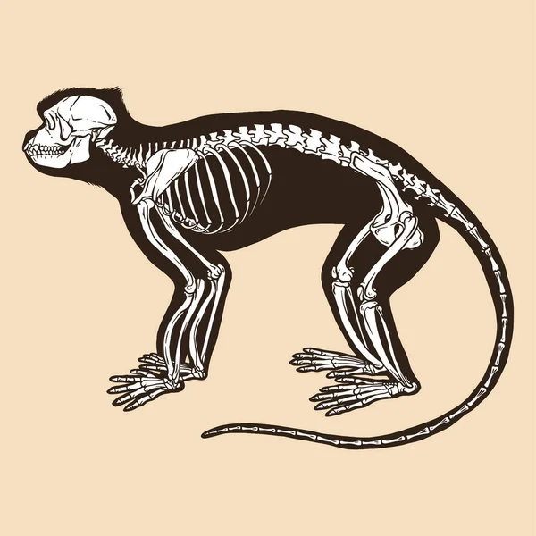 Skelett Grau Langur Vektor Illustration Tier — Stockvektor