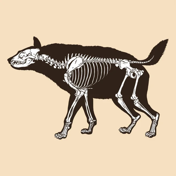 Skeleton Hyena Vector Illustration Animal — Stock Vector