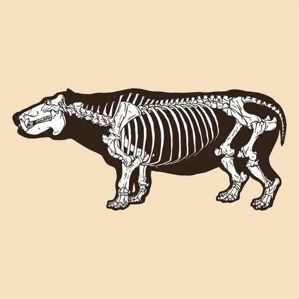 Esqueleto Hipopótamo Vector Ilustración Animal — Vector de stock
