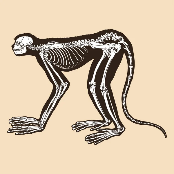 スケルトン猿ベクトルイラスト動物 — ストックベクタ
