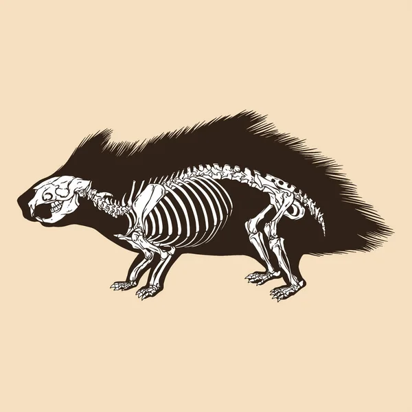 Skeleton Porcupine Vector Illustration Animal — Stock Vector