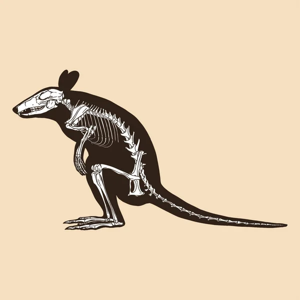 骷髅袋鼠病媒图解动物 — 图库矢量图片