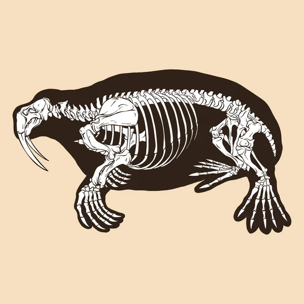 Skeleton Walrus Vector Illustration Animal — Stock Vector