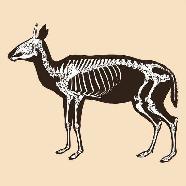 Ciervo Esqueleto Con Cuernos Cortos Vector Ilustración Animal Ilustraciones de stock libres de derechos