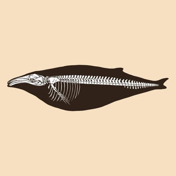 Skelet Kambur Balina Vektör Illüstrasyon Hayvanı Vektör Grafikler