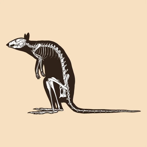 Esqueleto Canguro Vector Ilustración Animal Vectores de stock libres de derechos