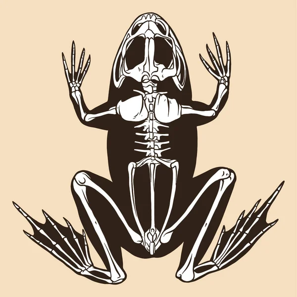 Squelette Grenouille Vecteur Illustration Animal — Image vectorielle