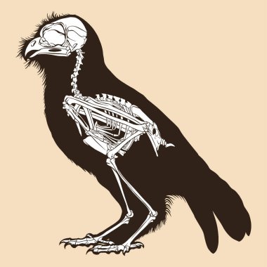 Skeleton bird antiquevector illustration animal