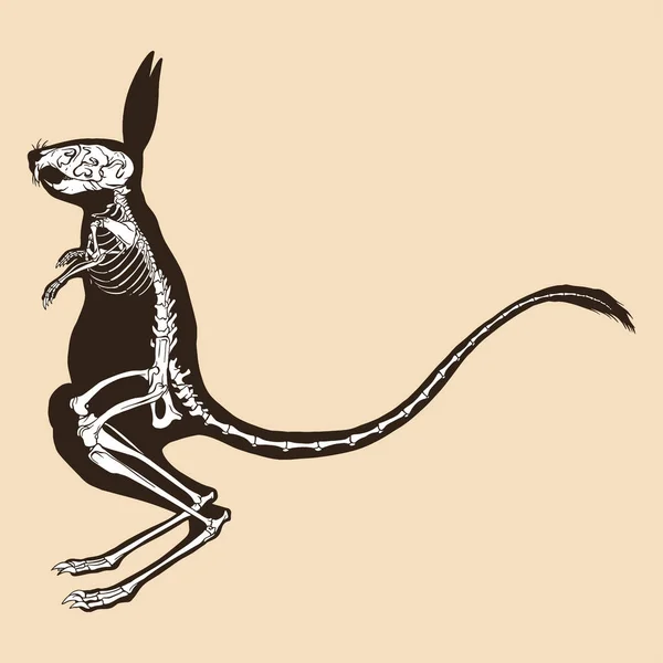 Skeleton Μεγαλύτερο Αιγυπτιακό Jerboa Διάνυσμα Εικονογράφηση Ζώο — Διανυσματικό Αρχείο