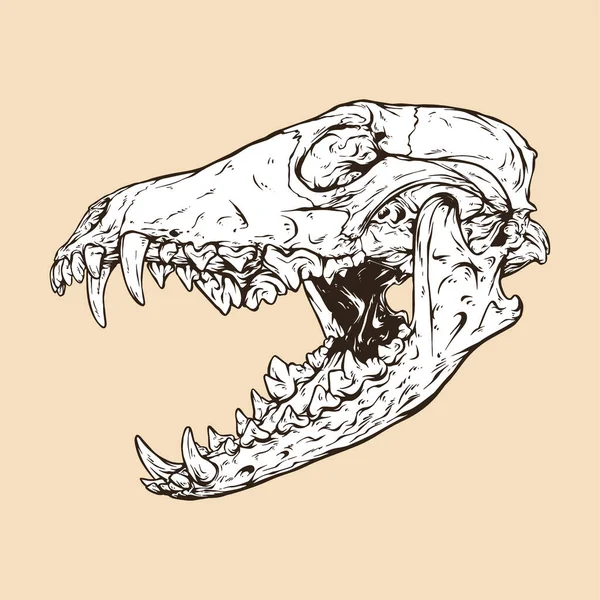 コヨーテ頭蓋骨頭ベクトルイラスト — ストックベクタ
