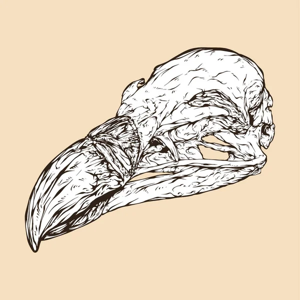Illustrazione Vettoriale Della Testa Del Cranio Dell Avvoltoio Grifone — Vettoriale Stock