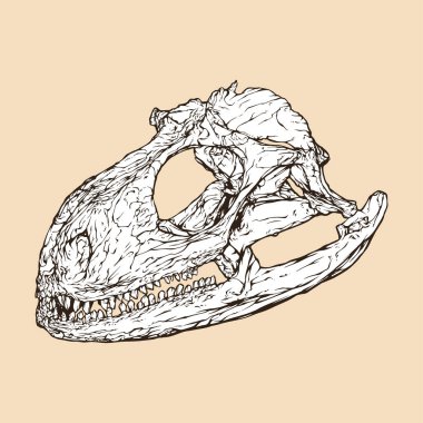 iguana kafatası baş vektör çizimi
