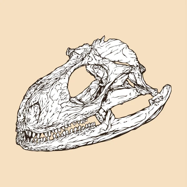 Iguane Tête Crâne Vecteur Illustration — Image vectorielle