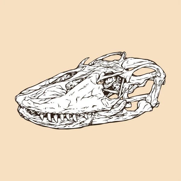 Komodo Dragón Cráneo Cabeza Vector Ilustración — Archivo Imágenes Vectoriales