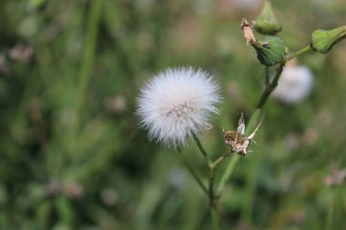 Güneşli bir günde yeşil bir çayırda karahindibalar