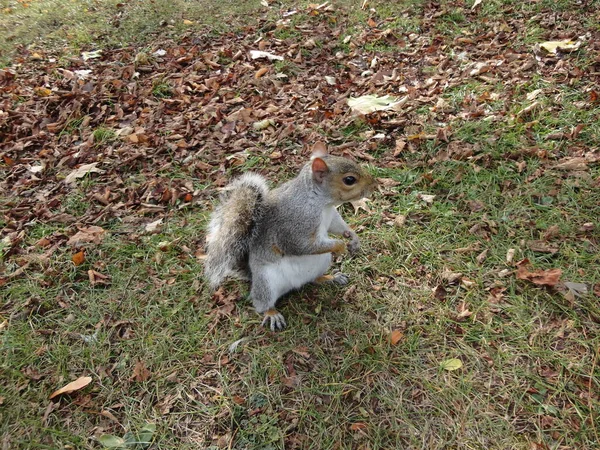 Porträt Eines Roten Eichhörnchens Das Auf Einem Gras Sitzt — Stockfoto