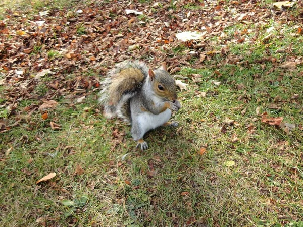 Eichhörnchen Frisst Beule Gras — Stockfoto