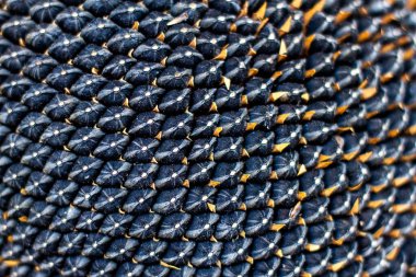 ayçiçeği siyah tohumları sıra sıra