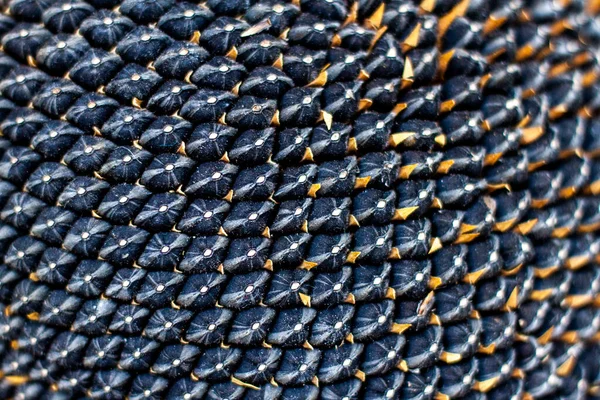 Ayçiçeği Siyah Tohumları Sıra Sıra — Stok fotoğraf