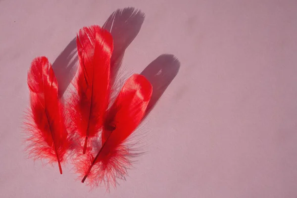 Tres Plumas Rojas Sobre Fondo Rosa — Foto de Stock