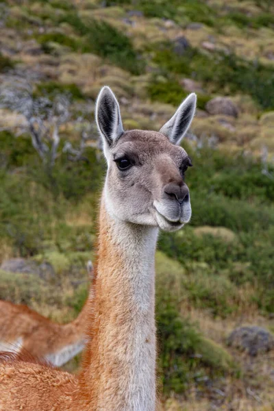 Espèces Guanaco Llama Patagonie Chiéenne Dans Parc National Torres Del — Photo