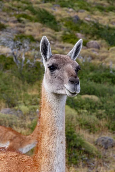 토레스 페인에서 Chiean Patagonia에 Guanaco — 스톡 사진