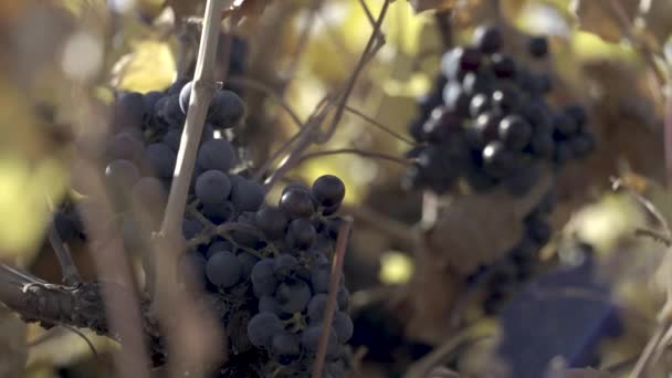 Focus Ripe Red Grapes — Stock Video
