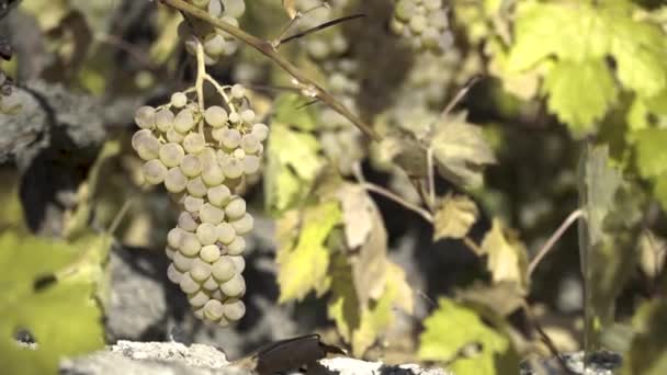Sbírání bílých hroznů. Vybírání vinic.