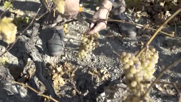 Colheita Uvas Brancas Terra Vazia — Vídeo de Stock