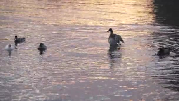 Eenden Zwemmen Het Meer Bij Zonsondergang — Stockvideo