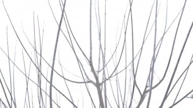 Thin tree branches under snowfall