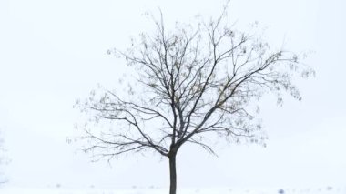 Lonely tree under snowfall