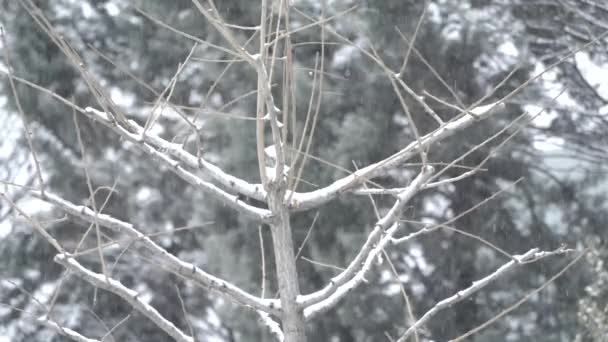 Snow Falling Tree Branches — Stock Video