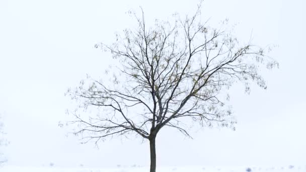 Lonely Tree Snowfall — Stock video