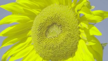 Bal arısı ayçiçeğinin üzerine tünemiş