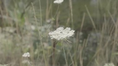 Yaban havucu bitkileri rüzgarda sallanıyor