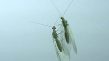 Aynada duran yeşil kanatlı böcek.